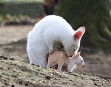 Po několika hnědých mláďatech má v plzeňské zoo albinotická samice klokana rudokrkého Albína opět potomka bílé barvy.