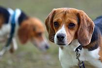 Zdražení krmení pro psy jejich majitelé pocítili. Odborníci varují před zdravotním rizikem při použití levných variant granulí. Ilustrační snímek.