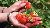 Na pěti hektarech mezi Plzní a Radčicemi dozrávají jahody různých odrůd. Cena jahod je 100 korun a při samosběru 80 korun za kilogram.