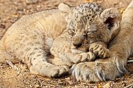 Vládce a Jedinečná. Dvě nejnovější mláďata lva berberského mají od čtvrtka jména – samec se jmenuje Fazan, samička Farida.