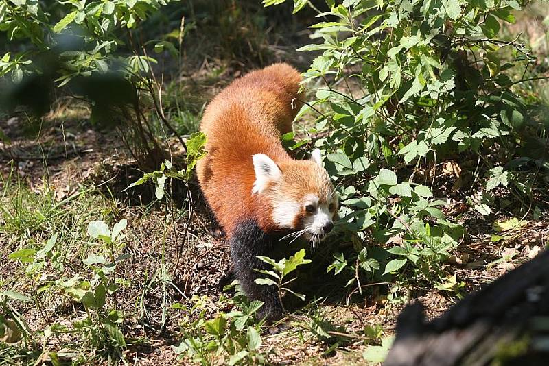 Panda červená v plzeňské zoo