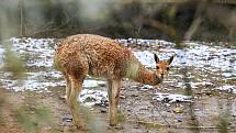 Multimediální infokiosky, tabule, aplikace na počítání návštěvníků či environmentální stanice rozšířily informační systém plzeňské ZOO. Návštěvníci budou mít nově přehled o nových přírůstcích, stavu ovzduší nebo kolik času ještě zbývá na prohlídku.