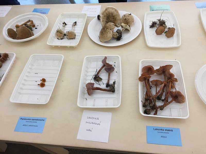Návštěvníci v centru Caolinum v Nevřeni si o víkendu mohli prohlédnout až 120 druhů hub. O odborný výklad se postaral mykolog Luboš Zelený.
