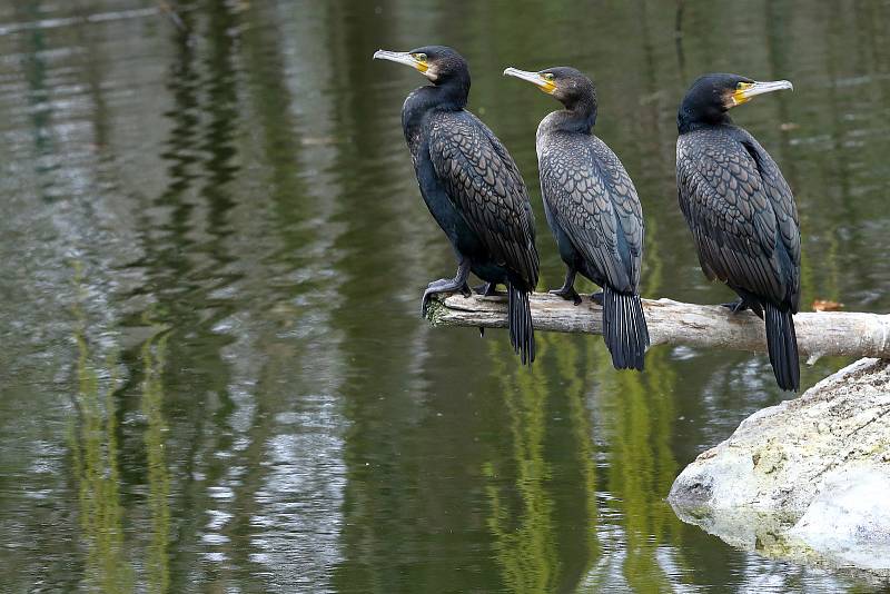 Z plzeňské zoologické zahrady.