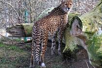 V plzeňské zoo mají dvě nové samice geparda súdánského.