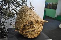 Hnízdo sršní asijských vystavuje Západočeské muzeum v Plzni