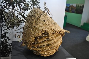 Hnízdo sršní asijských vystavuje Západočeské muzeum v Plzni