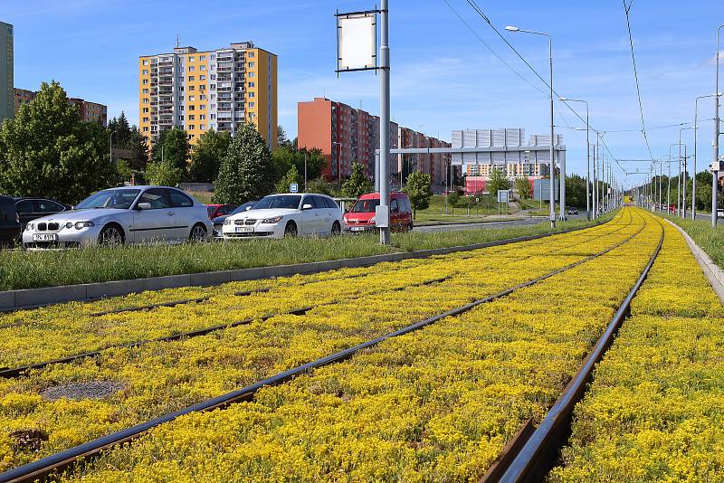 Tramvajová trať v Plaské ulici v Bolevci prošla rozsáhlou modernizací. Po výměně kolejí došlo i na osazení tramvajového pásu suchomilnými rostlinami. Ty nyní rozkvetli žlutými květy a kromě zlepšení vzhledu také sníží hluk i prašnost od tramvajové dopravy