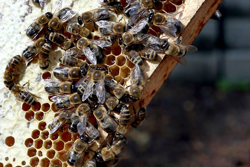 11 - Včela víčkuje zralý med. Ten je obohacen o enzymy a zbaven přebytečné vlhkosti.