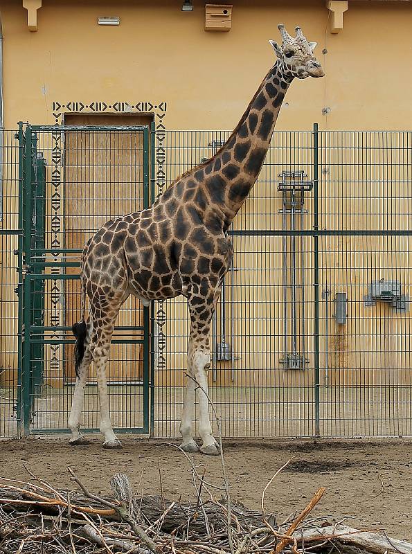 Do plzeňské zoologické zahrady dorazily jenom za sobotu více než dva tisíce návštěvníků.