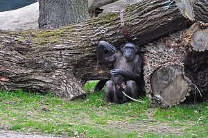 Mládě šimpanze učenlivého přišlo v plzeňské zoo na svět 28. prosince 2023. Při čtvrtečním slavnostním křtu dostalo jméno Dumay. Matka Mária si jej zatím pečlivě hlídá
