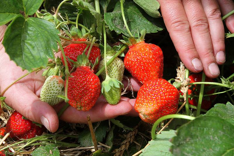 Jahodárna na plantážích mezi Plzní a městkou částí Radčice nabízí prodej jahod i levnější samosběr.