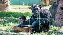 Šimpanzici Caile je půl roku