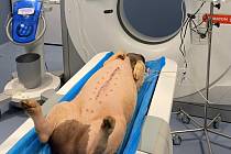 Vyšetření prasete domácího pomocí nového CT přístroje pro práci s experimentálními zvířaty.