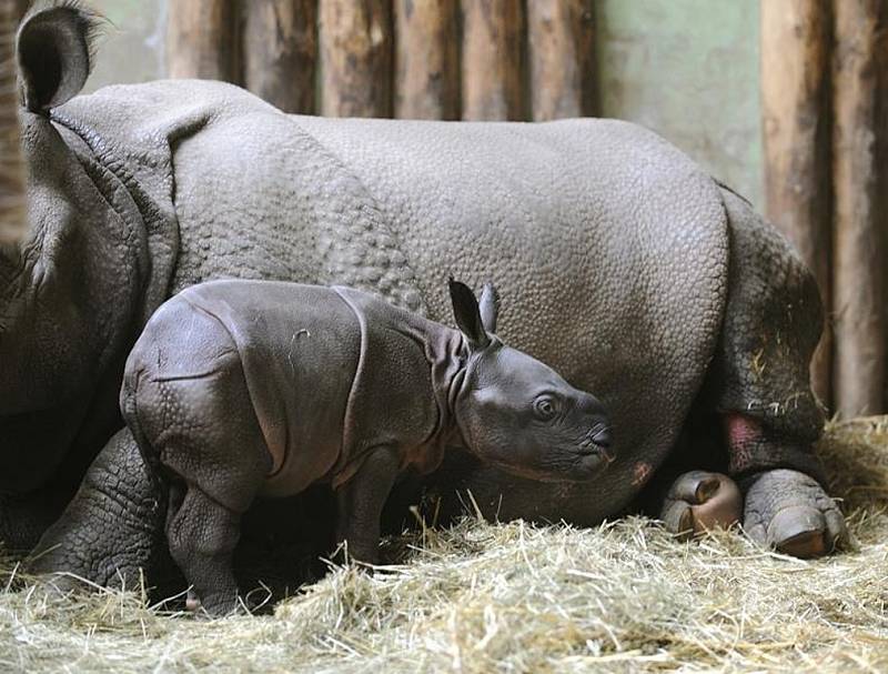 Nosorožec indický v plzeňské zoo