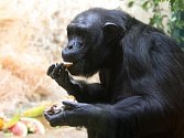 „Nelidský,“ nebo spíše pravý opičí dort dostala šimpanzí tlupa v plzeňské zoo. Opice tak společně oslavily šesté narozeniny šimpanzí slečny Bamiy