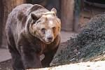 Pro čtveřici medvědů v plzeňské zoo skončila zima.
