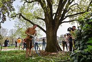 Nastartovat ozdravný proces, vyživit kořeny a prodloužit jejich život má u mohutného dubu před budovou Západočeského muzea v Plzni pomoci půdní injektáž, kterou u stromu aplikovali odborníci v úterý 9. dubna.