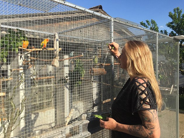 Gabriela Havlíčková chová papoušky tři roky.