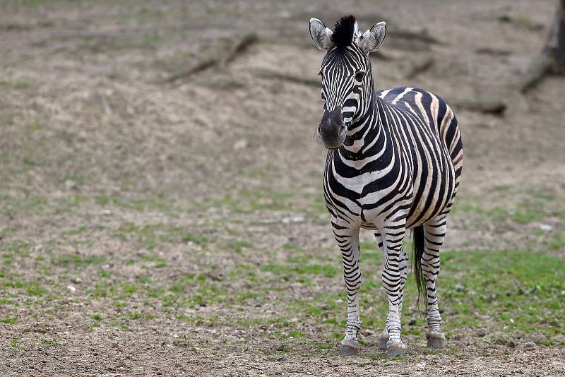 Z plzeňské zoologické zahrady.