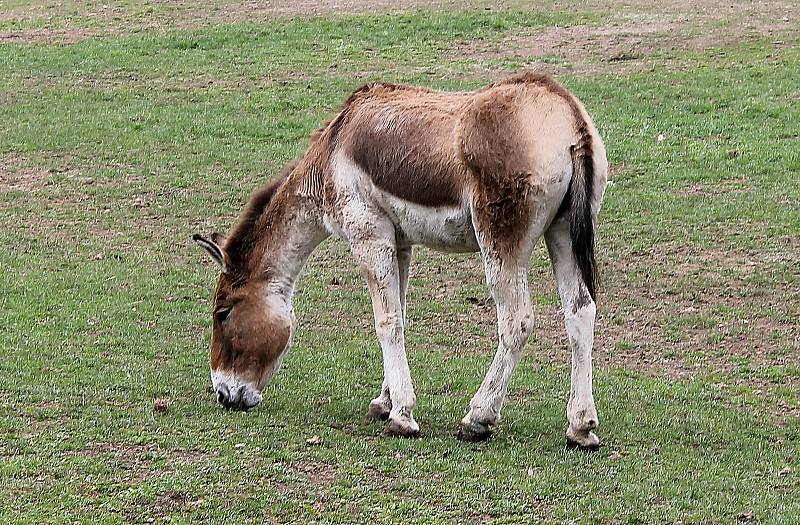 Do plzeňské zoologické zahrady dorazily jenom za sobotu více než dva tisíce návštěvníků.