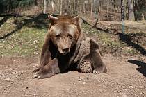 Medvěd Pišta v plzeňské zoo