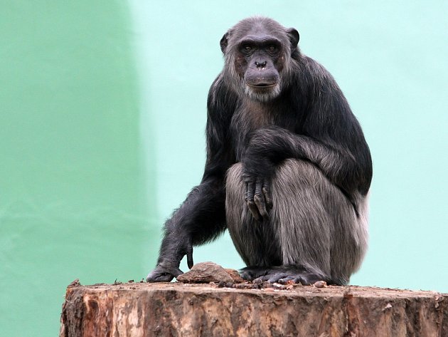 Šimpanz učenlivý v plzeňské zoo