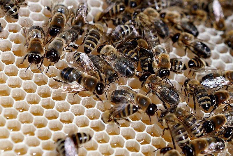 10 - Nektar z květu včela zpracuje na světlý med květový. V lese včela sbírá výměšky mšic, z nich vytvoří tmavý lesní med.