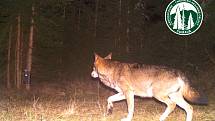 Záběry z fotopastí jsou důkazem, že vlků na Šumavě přibývá.