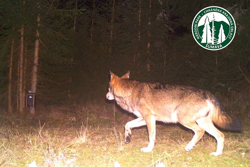 Záběry z fotopastí jsou důkazem, že vlků na Šumavě přibývá.