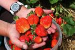 Jahodárna na plantážích mezi Plzní a městkou částí Radčice nabízí prodej jahod i levnější samosběr.