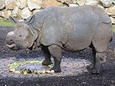 Ovocná část narozeninového dortu v nosorožci Baabuuovi zmizela nejdřív. Osmiletý samec, který v plzeňské zoo žije od loňského září, má šanci stát se otcem