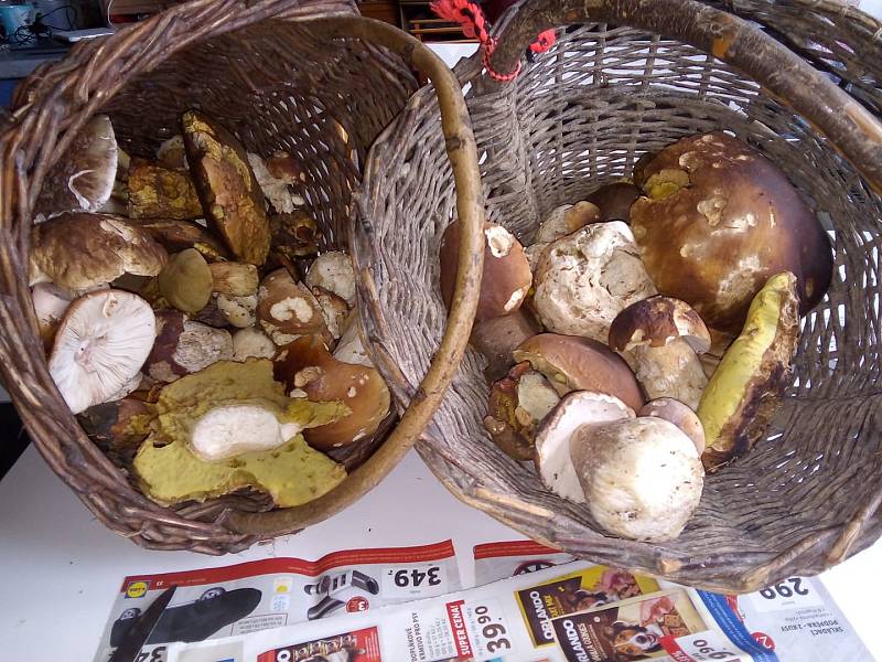 Čtenáři Deníku poslali fotografie nasbíraných hub.