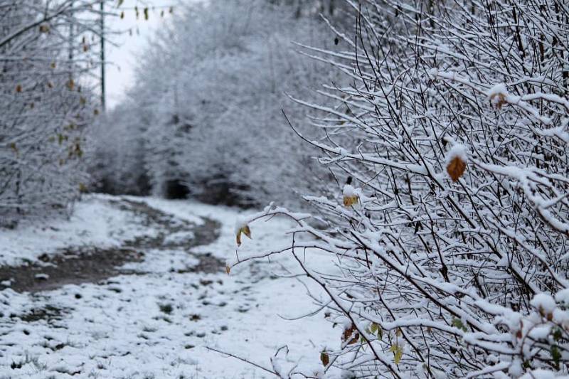 Borský park a první sníh. 