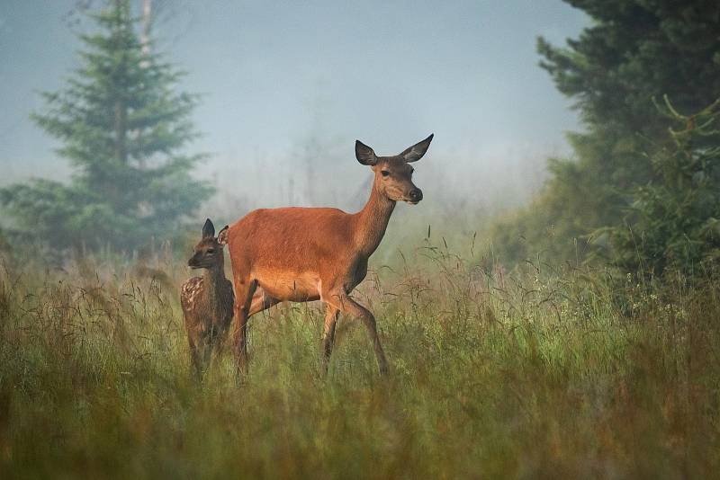 Marek Drha se specializuje na fotografování divokých zvířat, takřka výhradně šumavských.