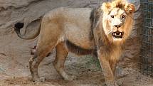Meda Mládková se stala v plzeňské zoo kmotrou lva berberského
