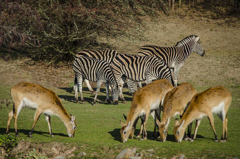 Přípravy na zimu v plzeňské zoo.