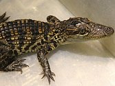 Dvouměsíční mláďata krokodýla siamského nyní měří přes třicet centimetrů. V dospělosti budou mít desetkrát víc. 