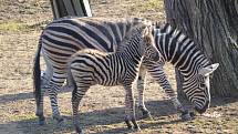 Zoo v Plzni se může pochlubit prvním letošním mládětem zebry