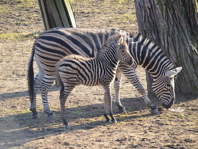 Zoo v Plzni se může pochlubit prvním letošním mládětem zebry