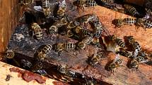 03 - Úl tvoří dřevěné na sebe postavené bedny – nástavky. V nich jsou rámečky, do kterých včely vestaví voskové plásty.