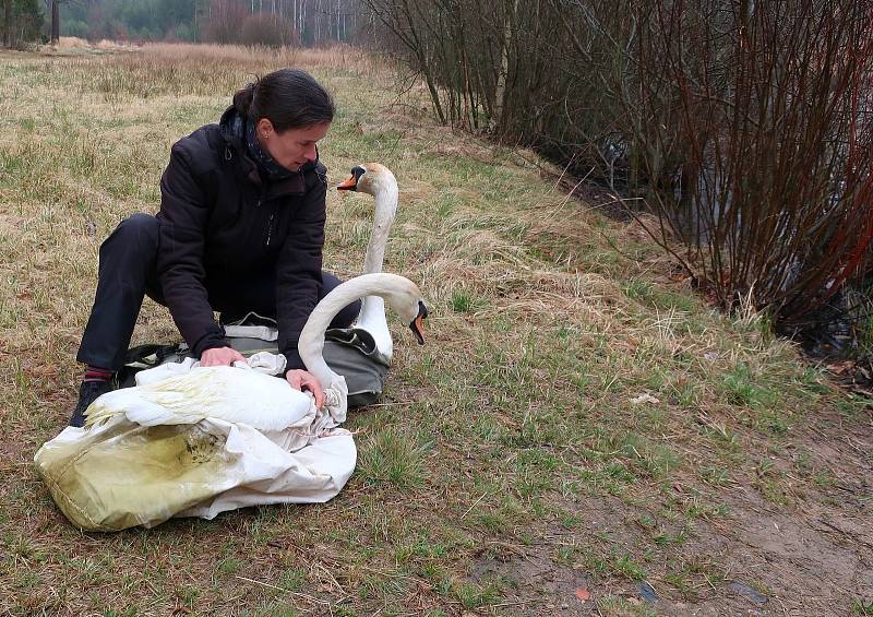 Postrach vodáků se vrátil do Plzně. Labuťák Trenér část cesty ušel pěšky