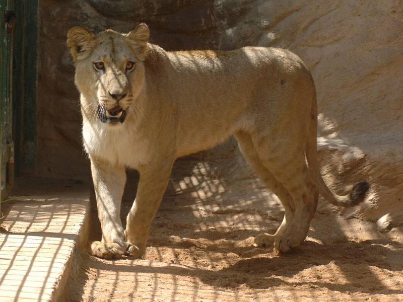 Lvice Lekysha v plzeňské zoo