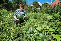 Paní Ivaně Hájkové z Pňovan se letos podařilo vypěstovat z jediné rostliny  třináct vodních melounů.