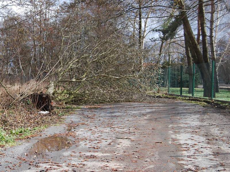 Padlý strom u Kalikovského mlýna v Plzni