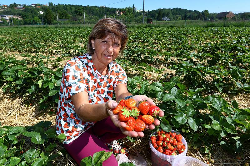 Na jahodových plantážích v Plzni Radčicích dozrává první letošní úroda jahod. Na snímku vedoucí prodeje jahodárny Věra Hasmanová.