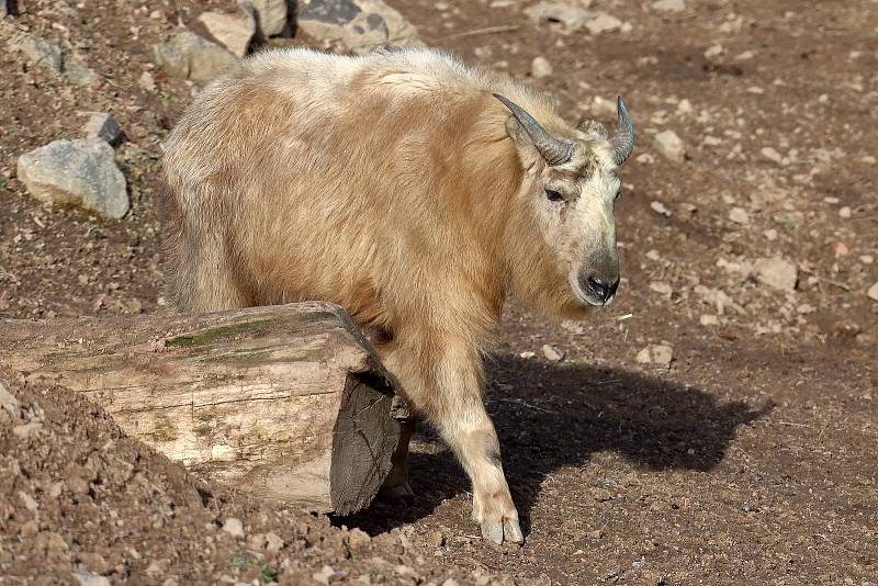 V plzeňské ZOO mají pár takinů čínských. Tento větší příbuzný kamzíka pochází z horských oblastí Himalájí a dokáže zdolávat i velmi náročný terén. Chovatelé věří, že pětiletý samec a jednoroční samice budou mít po čase i mláďata.