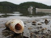 Uhynulé ryby na přehradě Hracholusky