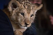 Mládě lva berberského dostalo v plzeňské zoologické zahradě jméno Baqir