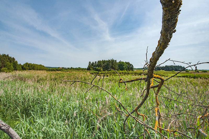 Nedaleko dálnice D5 vznikla nová přírodní rezervace Janovský mokřad.